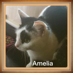 Amelia