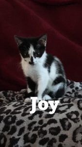 Joy