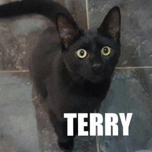 Terry