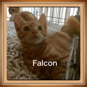 falcon