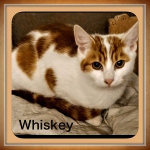 whiskey