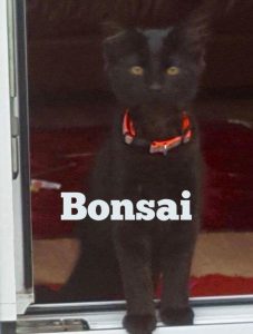 Bonsai
