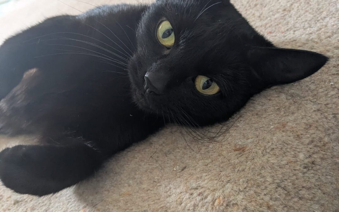 Darcy