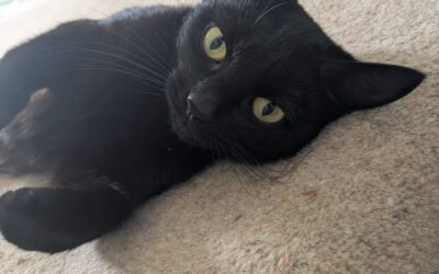 Darcy