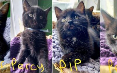Percy, Pepper, Prince & Pip