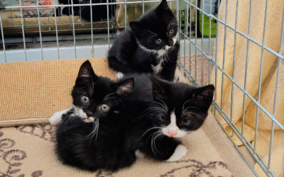 Darby, Devon & Dover
