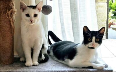 Nyx & Nebula