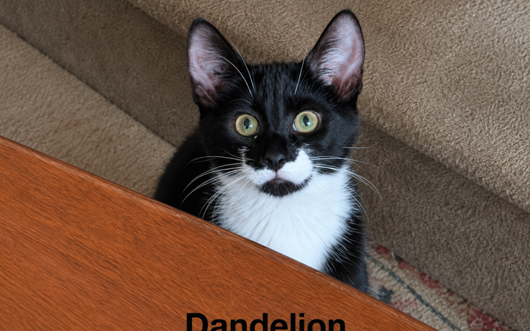 Dandelion
