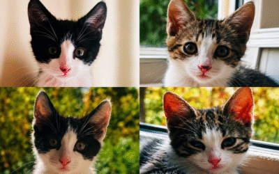 Pedro, Pascal, Priscilla & Presley