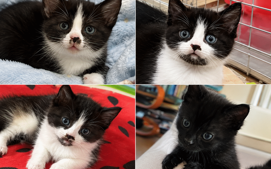 Ulyana, Ugo, Uther & Ulysses
