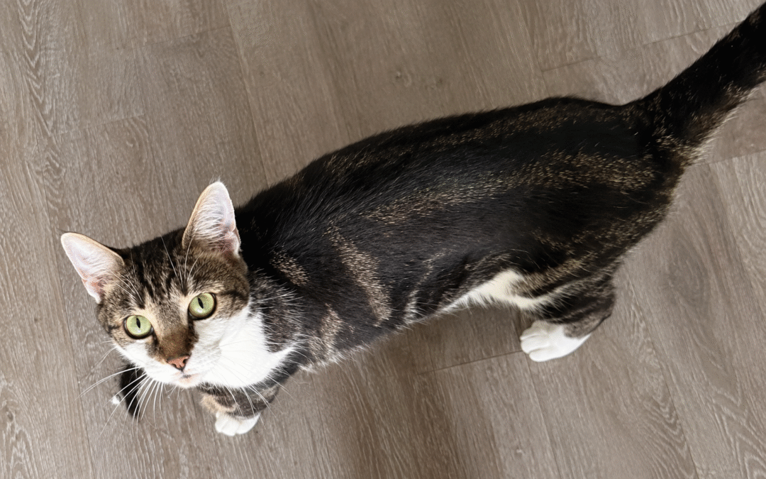 Vee