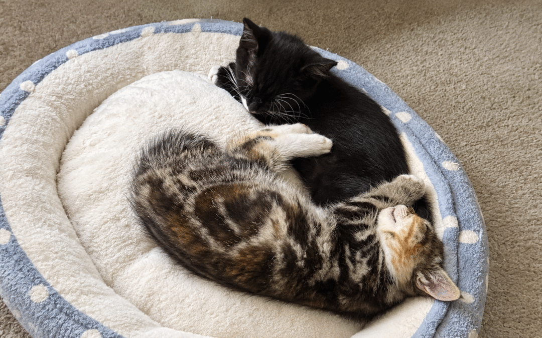 Linguini & Lorna