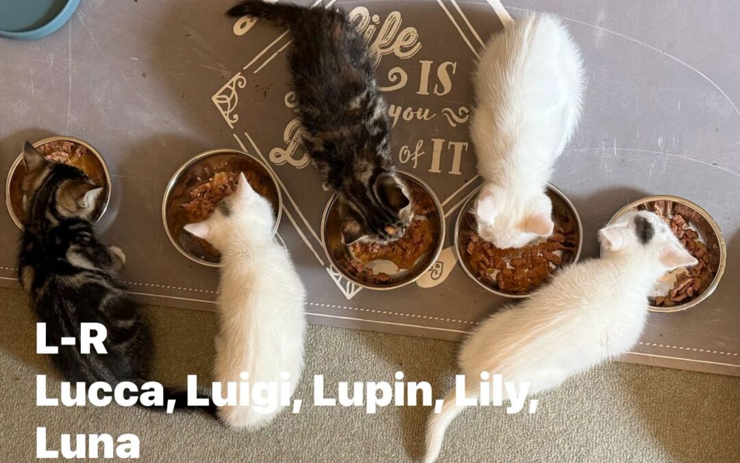 Lily, Luna, Luigi, Luca & Lupin